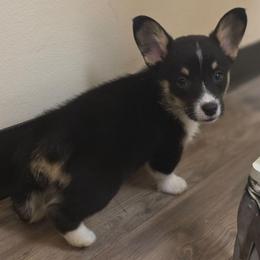 Quinns Boy 3 - Black and tan male Pembroke Welsh Corgi puppy in Middleburg, Florida from Mulkeys Little Corgis