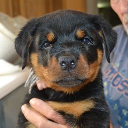 Great head and mover. Large male. - Black and mahogany male Rottweiler puppy in Dawson Springs, Kentucky from Lakeview Rottweilers