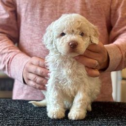 Girl 1 - Orange female Lagotto Romagnolo puppy in Sugar Valley, Georgia from Pinnacle Farm and Kennel