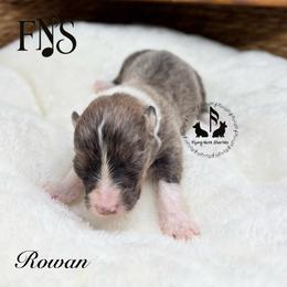 Bluie Rowan Full Fluffy With A Tail - Blue male Pembroke Welsh Corgi puppy in Casper, Wyoming from Flying Note Shorties