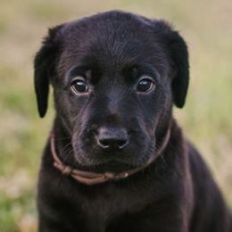 Labrador Retrievers from CapeWest R&T