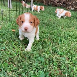 Brittany Puppies from Fox Mtn Brittanys