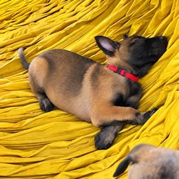 Girl 3 - female Dutch Shepherd puppy in Sierra Vista, Arizona from KnightWatch K-9