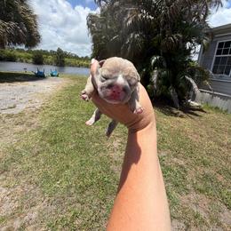 Girl 1 - Lilac tri-color female Bulldog puppy in Hobe Sound, Florida from Amanda’s Bullies