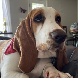 Fifi - Basset Hound