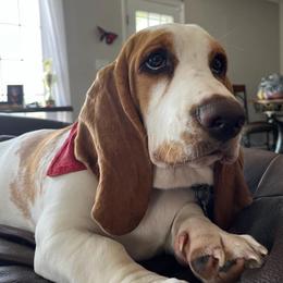 Fifi - Basset Hound
