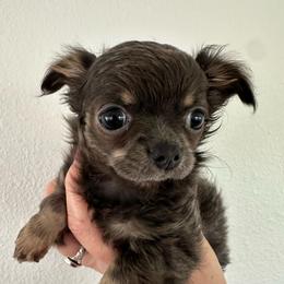 Shadow - Blue and tan female Chihuahua puppy in Coweta, Oklahoma from Green Country Chihuahuas
