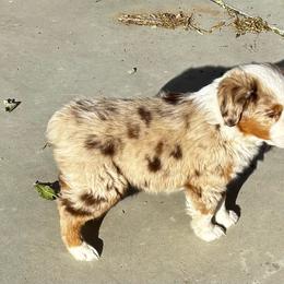 Red merle female one - Red merle female Miniature Australian Shepherd puppy in Parma, Idaho from Arena Valley Acres