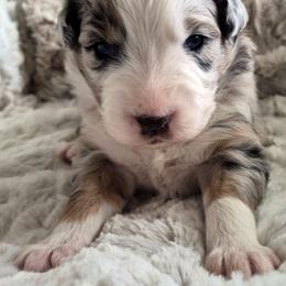 Girl 2 Blue merle-blue eyes - Blue merle female Australian Shepherd puppy in Sioux Falls, Sd Area, South Dakota from Diamond Aussies N the Rough