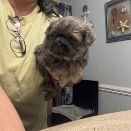 Ceaser - Sable male Shih Tzu puppy in Boiling Springs, South Carolina from Sherry Whiteside's Shih Tzus