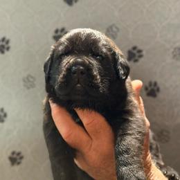 Purple - Black male Cane Corso puppy in Paris, Texas from Knucklehead Cane Corso