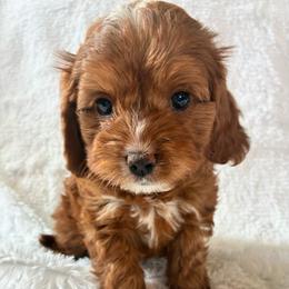 Sky - Red male Cavapoo puppy in Adrian, Oregon from ApplebyFarm