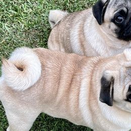 Pugs from Prices Pugs