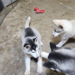 Siberian Husky Puppies from Spirit of the Moon Siberians