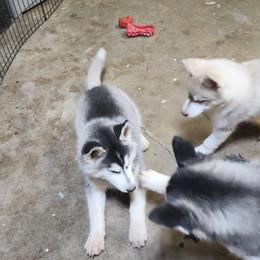 Siberian Husky Puppies from Spirit of the Moon Siberians