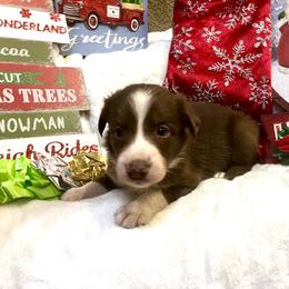Border Collie and Jack Russell Terrier Puppies from CP FARMS BORDER COLLIES N JACKS CORP