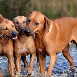 Rhodesian Ridgebacks from Kengali Rhodesian Ridgebacks