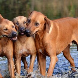 Rhodesian Ridgebacks from Kengali Rhodesian Ridgebacks