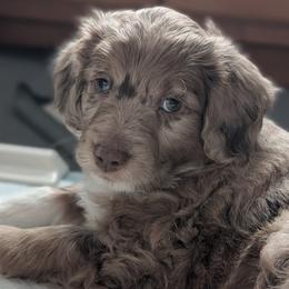 Cayenne - Red merle male Aussiedoodle puppy in New Durham, New Hampshire from Ridgeview Aussiedoodles