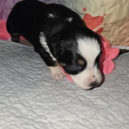Girl 1 - female Australian Shepherd puppy in Lakeland, Florida from Aussies of Hope LLC