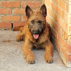 Puppy boy number 3 with a blue collar - Red sable male Belgian Laekenois puppy in Ball Ground, Georgia from COSWALD  BELGIAN  LAEKENOIS