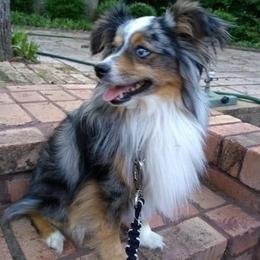 Australian Shepherds from Loving Trail Aussies