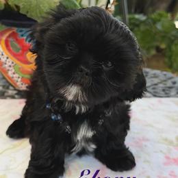 Ebony - Black female Shih Tzu puppy in Hemet, California from Aloha Shih Tzu