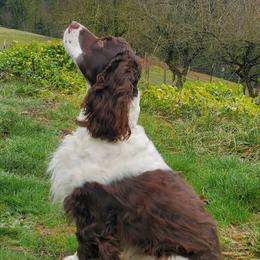Zusje - English Springer Spaniel