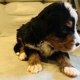 Bernedoodle Puppies from Bernied00dle Love