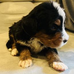 Bernedoodle Puppies from Bernied00dle Love