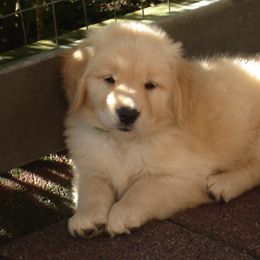 Golden Retriever Puppies from Kisamore Goldens
