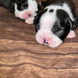 Boston Terrier Puppies from Baldwins Boston Terriers