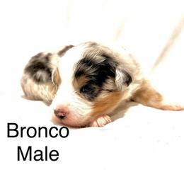 Bronco - Blue merle male Australian Shepherd puppy in Vernal, Utah from Dancing M Kennels