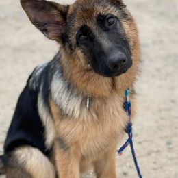 German Shepherds from Haley's German Shepherds