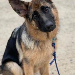 German Shepherds from Haley's German Shepherds