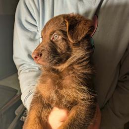 Jon Snow - Liver male German Shepherd puppy in Garrett, Indiana from Devil-Dog Shepherds