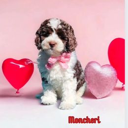 Red MonCherry - Chocolate Australian Labradoodle puppy in San Antonio, Texas from HighStar ALD, Inc.
