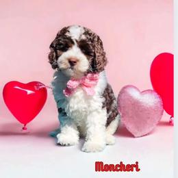 Red MonCherry - Chocolate Australian Labradoodle puppy in San Antonio, Texas from HighStar ALD, Inc.