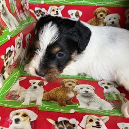 Biggie - Tri-color male Russell Terrier puppy in Hollister, California from Oak Creek Jacks