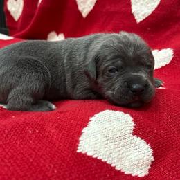 Dancer - Gray female Cane Corso puppy in Utah from 3Lake Kennelz