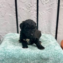 Sailor - Black female Goldendoodle puppy in Atlantic Beach, Florida from Glamorous Golden Doodles