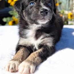 Stella (White Colar) - Black tri-color female Australian Shepherd puppy in Coulee City, Washington from Mr and Mrs Doodle Farm