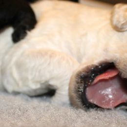 Poodle Puppies from Azel Standard Poodles
