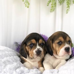 Beagle Puppies from Majestic Beagles