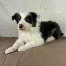 Marty-blue tri- blue eyes - Blue male Border Collie puppy in Chattanooga, Tennessee from Ross Vegas Kennels