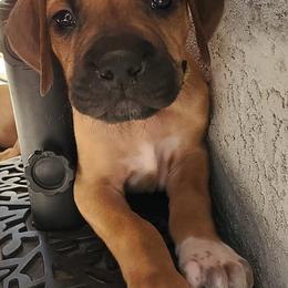 Rhodesian Ridgebacks from Koda Rhodesian Ridgebacks