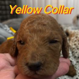 Yellow Collar Male - Chocolate male Goldendoodle puppy in Eunice, Louisiana from Maison De Pawz