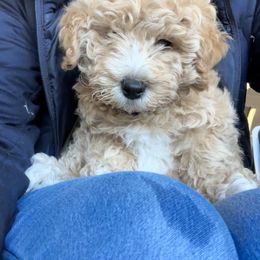 Goldendoodle Puppies from GoldenHearted Doodles