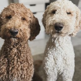 Goldendoodles from 951Goldendoodles_