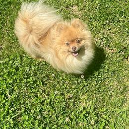 Bianca - Pomeranian